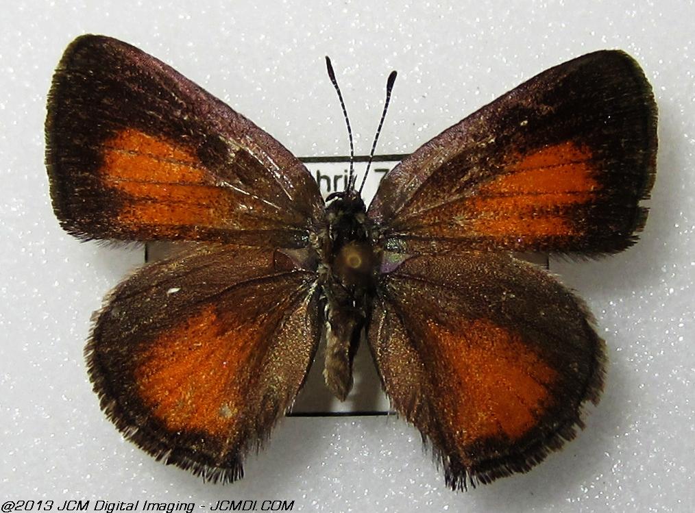 Unidentified Hairstreak